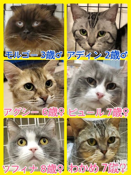 🐾今日の里親様募集中ニャンコ🐱メンバーです🐾2022,6,26【保護犬カフェ天神橋店】